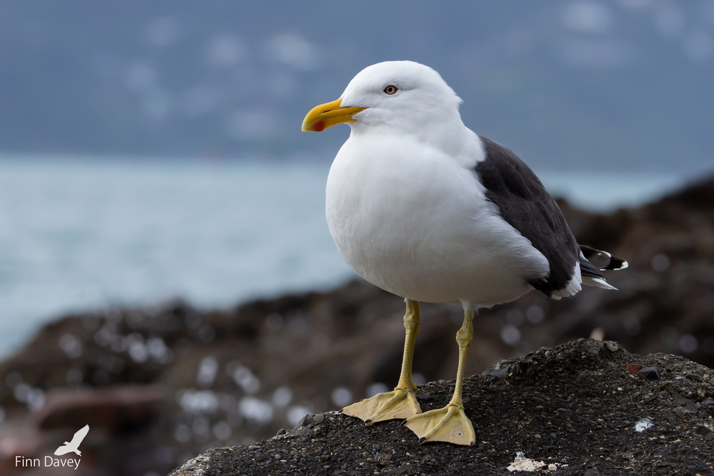 Kelp Gull, photo 1 of 7