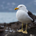 Southern Black-backed Gull - Photo (c) Finn Davey, some rights reserved (CC BY-NC), uploaded by Finn Davey