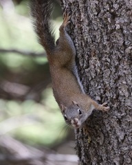 Tamiasciurus fremonti