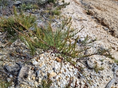 Allocasuarina paludosa