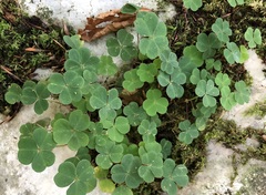 Oxalis acetosella