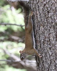 Tamiasciurus fremonti