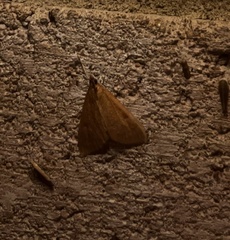 Saucrobotys futilalis