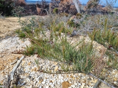 Allocasuarina paludosa