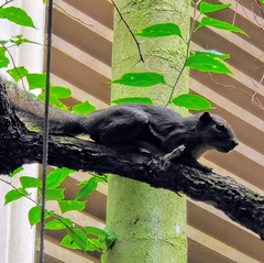 Callosciurus notatus