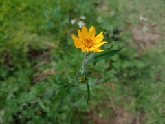 Simsia amplexicaulis