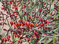 Daviesia brevifolia