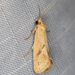 Acrolophus laticapitana