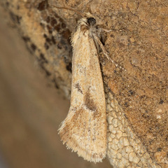 Acrolophus laticapitana