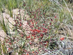 Daviesia brevifolia