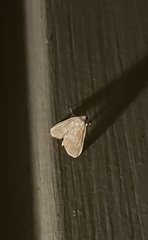 Crambidae
