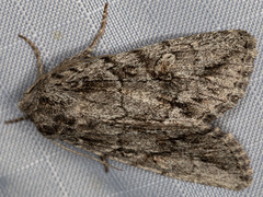 Andropolia diversilineata