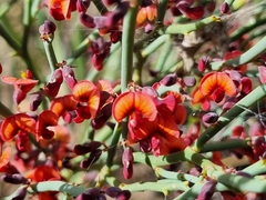 Daviesia brevifolia