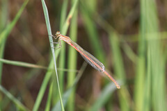 Argiocnemis rubescens