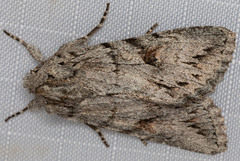 Andropolia diversilineata