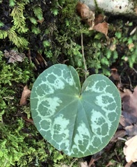 Cyclamen purpurascens