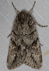 Andropolia diversilineata