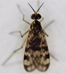 Sylvicola dubius