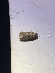 Hofmannophila pseudospretella