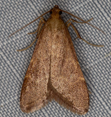 Arta epicoenalis