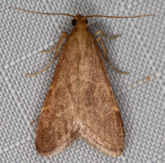 Arta epicoenalis