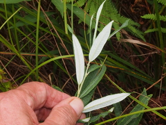 Salix candida