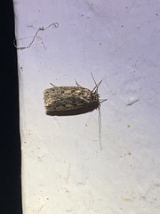 Hofmannophila pseudospretella