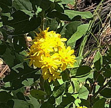 Solidago missouriensis