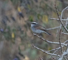 Ochthoeca oenanthoides