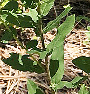 Solidago missouriensis