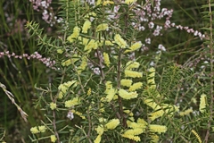 Acacia oxycedrus