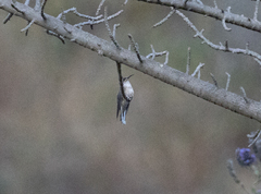 Oreotrochilus estella