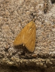 Glaphyria sesquistrialis