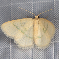 Chlorochlamys appellaria