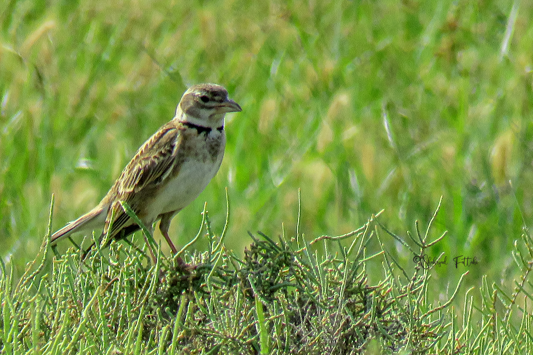 Bimaculated Lark