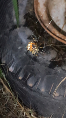 Neoscona orizabensis