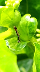 Odontomantis planiceps