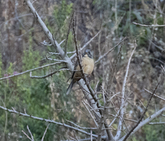 Saltator aurantiirostris