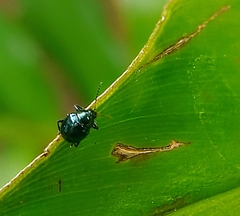 Eumolpinae