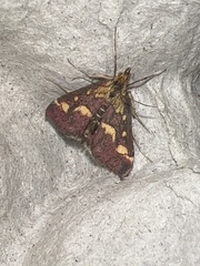 Pyrausta purpuralis