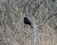 Knipolegus aterrimus