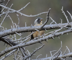 Saltator aurantiirostris