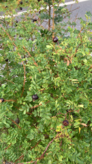 Rosa spinosissima