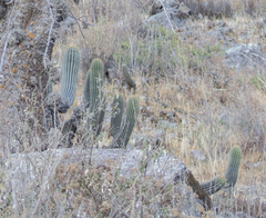 Trichocereus tunariensis