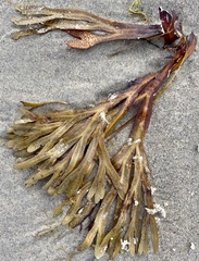 Fucus distichus