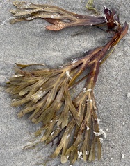 Fucus distichus