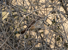 Phacellodomus striaticeps