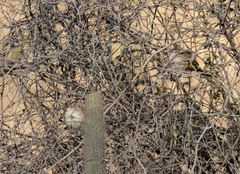 Phacellodomus striaticeps