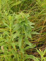 Rhopalomyia solidaginis