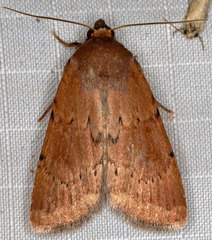 Euxoa piniae